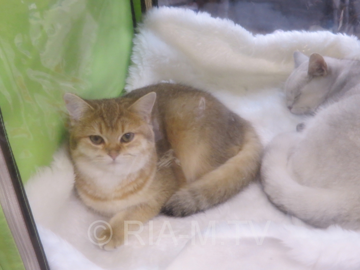Выставка кошек в Мелитополе