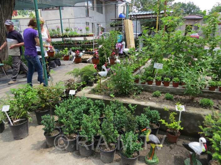 Торговля растениями в Мелитополе