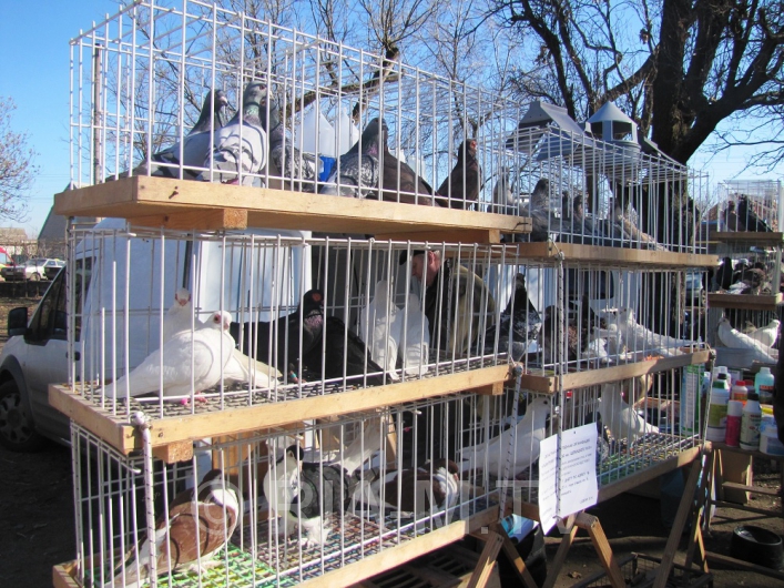 Выставка птиц в Мелитополе