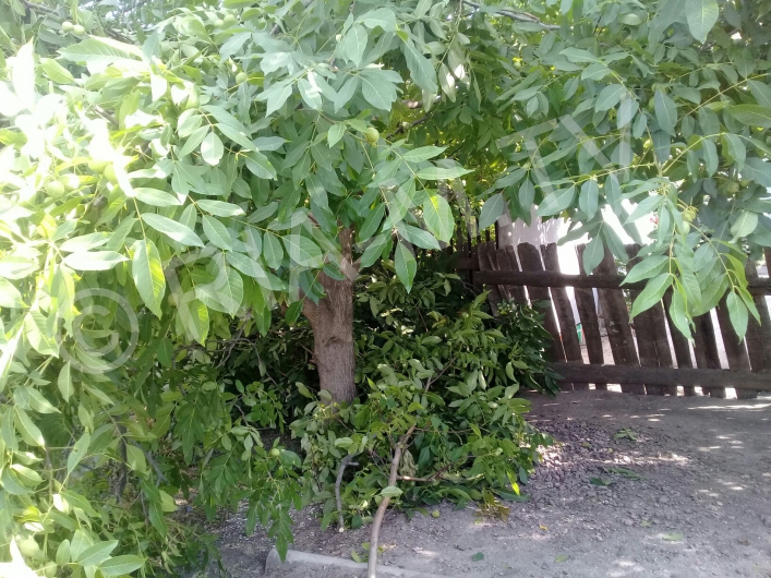 Обрезанные деревья во дворе