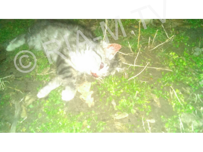 Убитый котенок в траве