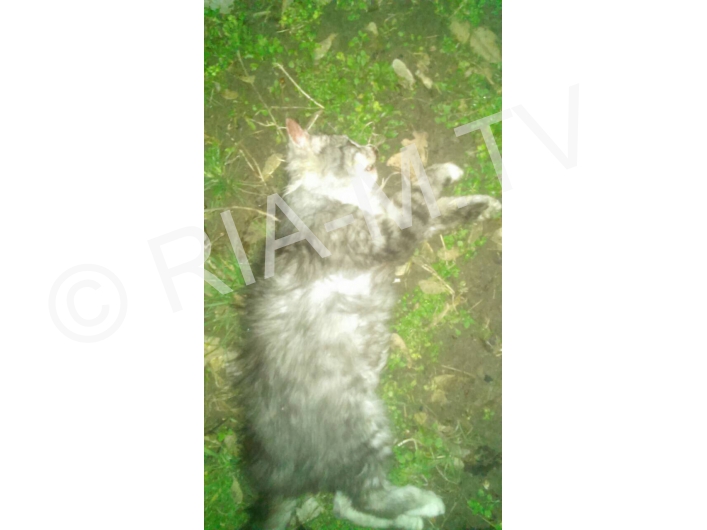 Убитый котенок в траве
