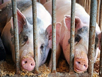 Луганские селяне массово вырезают свиней. ВИДЕО