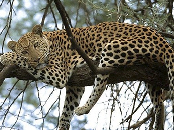 Один из последних дальневосточных леопардов убит китайским браконьеромм