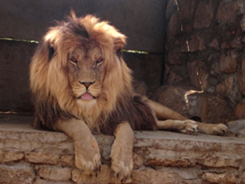 В Васильевке директор зоопарка зимует со львами (видео)