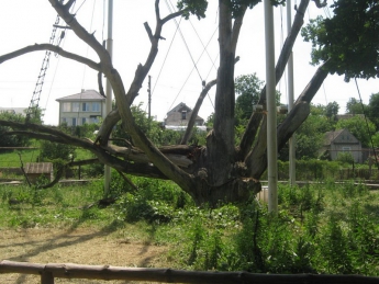 В Запорожье рухнул знаменитый 700-летний дуб