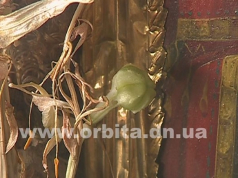 В Храме в Донецкой области зацвели сухие лилии (видео)