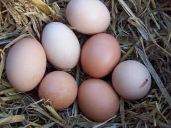 Домашние яйца уложили с сальмонеллезом 5 человек на больничную койку