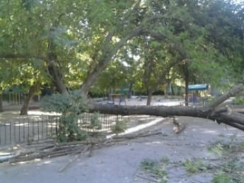 Из-за сильного ветра в детском саду упало дерево (фото)