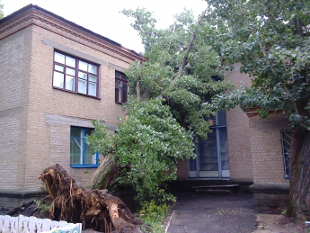 На детсад упало огромное дерево (фото)