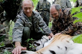 "Путинский" тигр Устин продолжает активно воровать коз у китайских фермеров