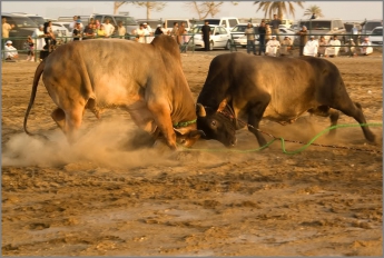 Колумбийка воткнула себе в спину 2500 игл ради защиты быков (видео)