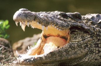Мужчина выследил и убил крокодила, съевшего его беременную жену