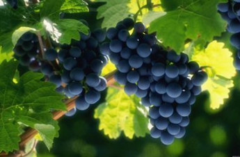 Чем полезен черный виноград