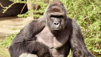 В зоопарке США убили гориллу, в вольер к которой упал трехлетний мальчик (видео)