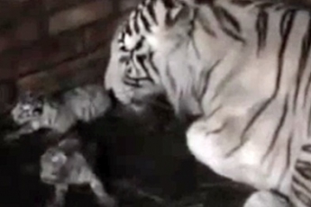 В бердянском зоопарке на свет появились трое белых тигрят (видео)