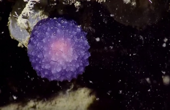 На дне океана обнаружили таинственную светящуюся сферу (видео)