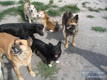Защитники животных вернули из Харькова 9 бездомных собак