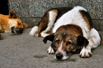 Мелитопольские  защитники животных заявили в полицию на харьковских «собаколовов»