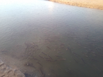 Появилось видео промоины, в которой погибло рыбы на миллион гривен