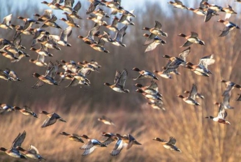 В РФ обнаружили штамм вируса птичьего гриппа среди перелетных птиц, - ООН