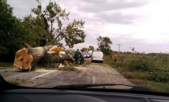 Огромное дерево рухнуло прямо на дорогу (Фото)