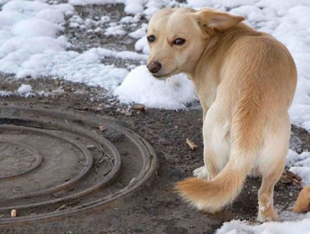 В Мелитополе живодеры расчленили собаку и подбросили во двор многоэтажки
