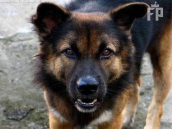В Запорожской области пристрелили бешеного пса
