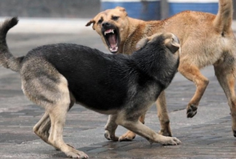 3 совета эксперта, как спастись при нападении собак