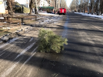 В Мелитополе елки выбрасывают уже прямо на дороги