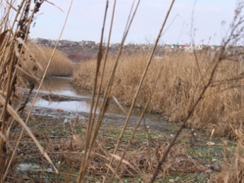 Экологи просят горожан пожаловаться на загрязнение Песчанского ручья в полицию