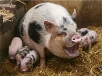 Зараженная африканской чумой свинина может попасть на рынки