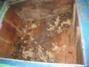Жители Запорожья обнаружили на балконе более 400 летучих мышей. Фото