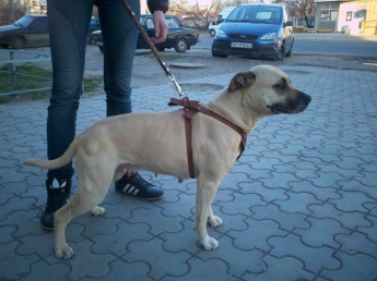 В Мелитополе пропала собака бойцовской породы (фото)