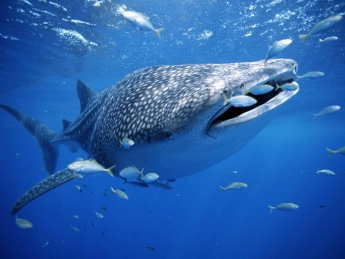 Гигантская китовая акула разрешила водолазу избавить ее от сетей