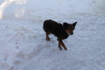 В Запорожье охранник убил своего коллегу-живодера за то, что тот покалечил собак (фото 18 плюс)