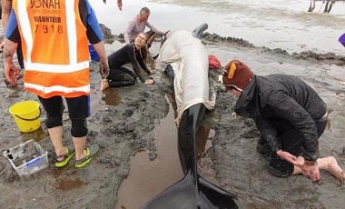 В Новой Зеландии на берег выбросились еще 200 дельфинов: фото, видео