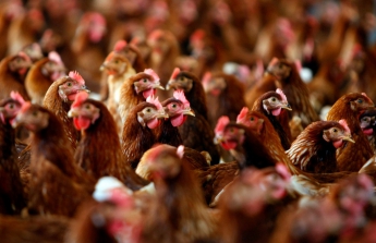 Молдова ограничила поставки мяса птицы из Украины