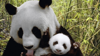 Как мамы-панды приучают капризных малышей к воде (видео)