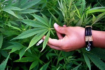 В Украине хотят легализировать марихуану