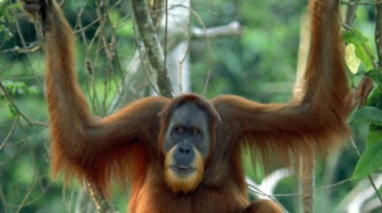 В Индонезии трое рабочих съели орангутанга