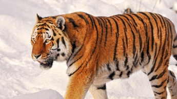 В Китае амурские тигры напали на дрон (видео)