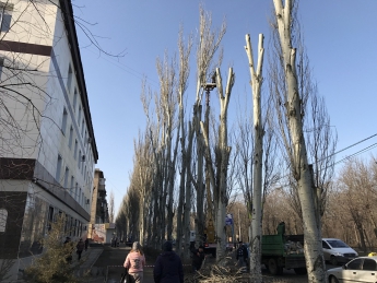 Вдоль центрального проспекта омолодят деревья (фото)