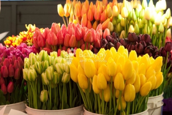 К 8 Марта в городе власть организовывает цветочные рынки