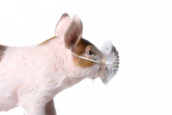 В Запорожской области от африканской чумы начали гибнуть свиньи