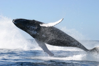 В городских школах начали войну против "Синего кита"