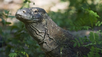 Национальный парк Комодо: как выглядят современные драконы (видео)