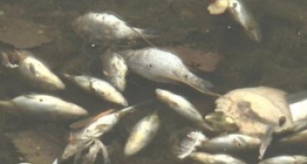 В центральном парке Запорожья произошел загадочный мор рыбы
