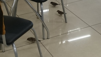 Супермаркет оккупировали птицы (ФОТОФАКТ)