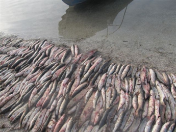 Рыбаки в Кирилловке сходили на очень дорогую рыбалку (фото)